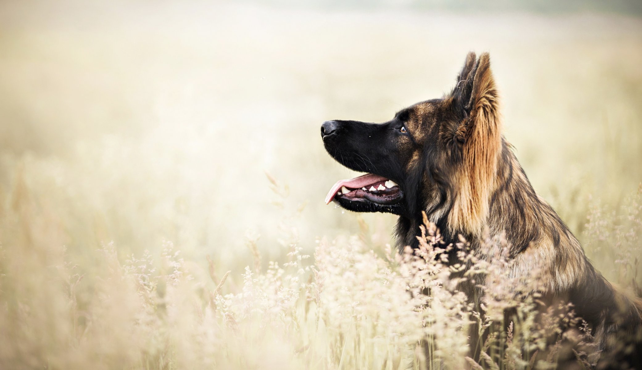 Взыскание ущерба при укусе собаки в Брюховецкой