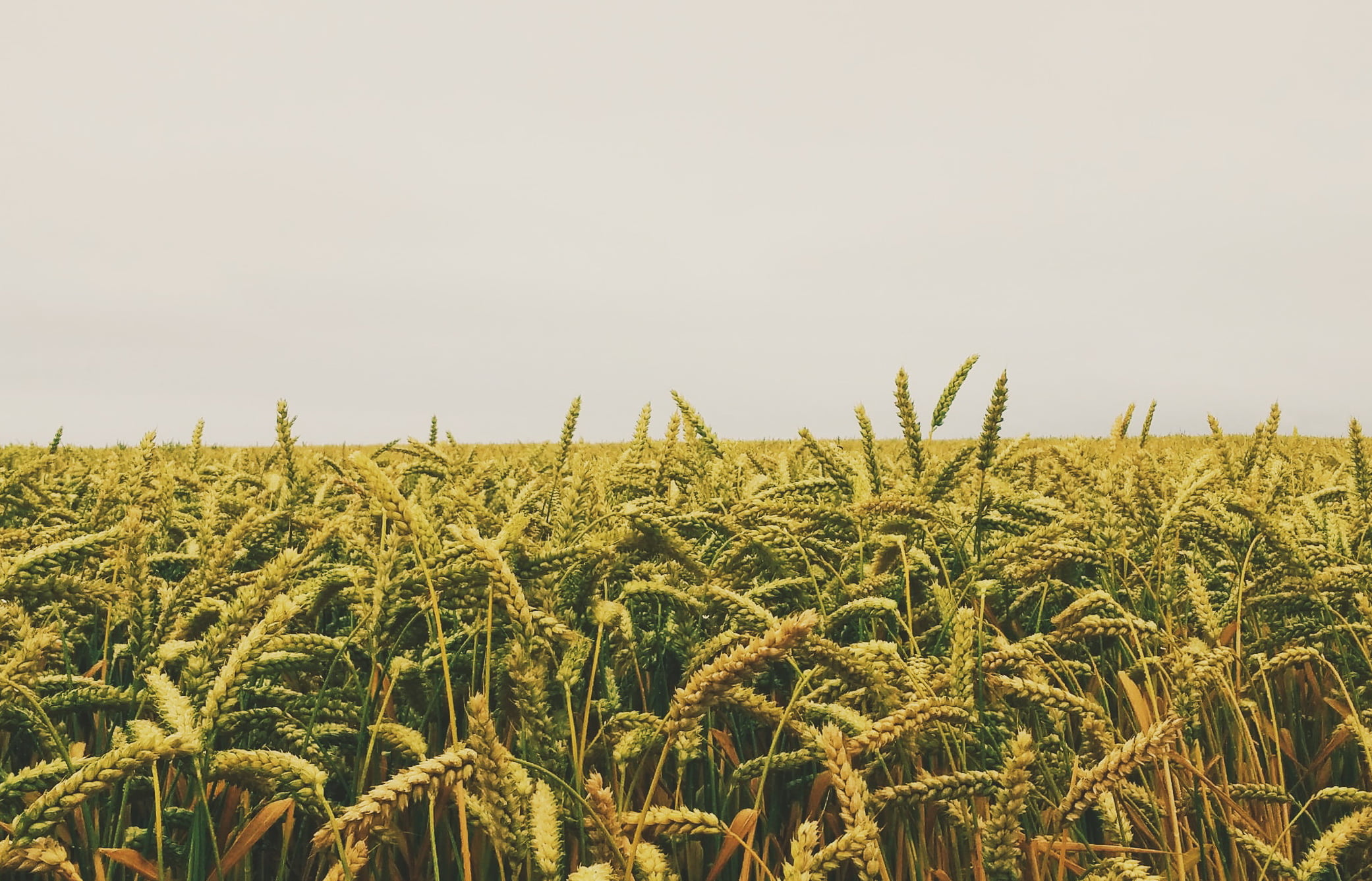Юрист по земельным спорам в Брюховецкой. Услуги земельного юриста.